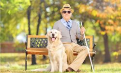 An older, blind gentleman with his Golden Retriever enjoys an afternoon in the park as one of the activities for the blind elderly that he enjoys.